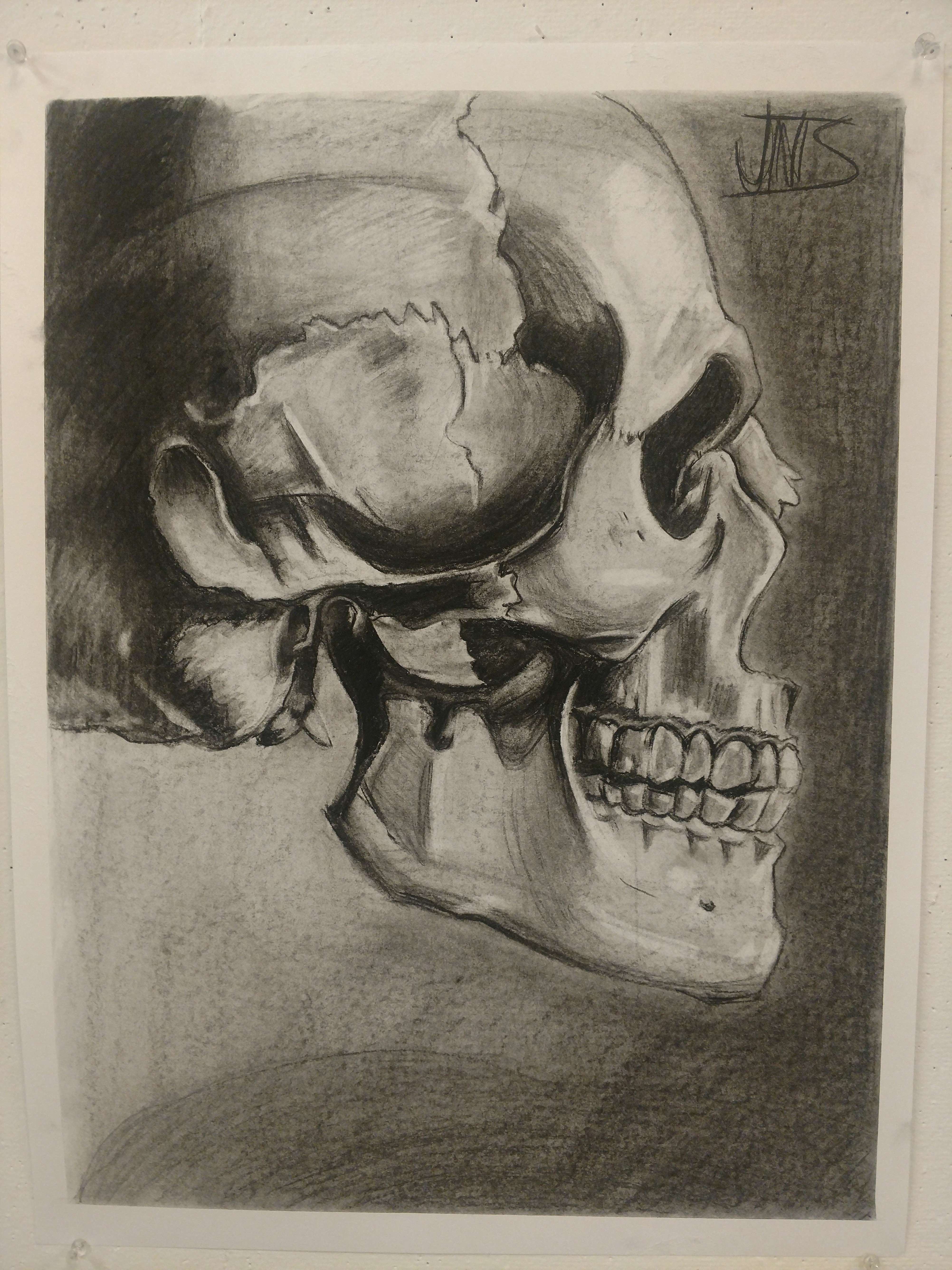 Charcoal illustration of a realistic skull